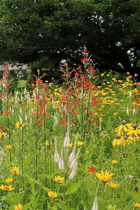 Native grasses and flowers in a garden — native plants