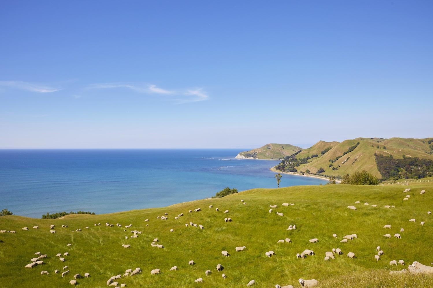 new zealand sheep farm along coast with ocean view and hills - regenerative agriculture