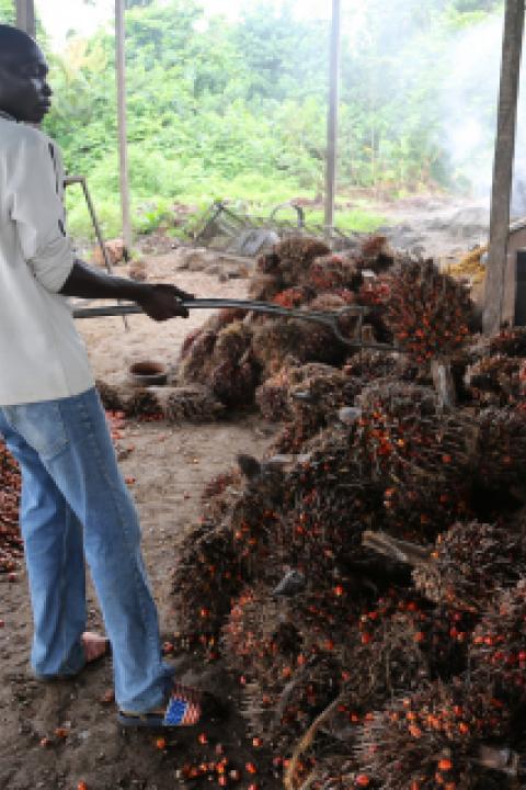 Palm-fruit-cultivation-in-Cameroon.jpg