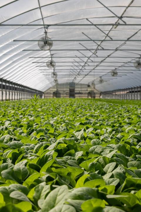 Plants growing in a greenhouse. 