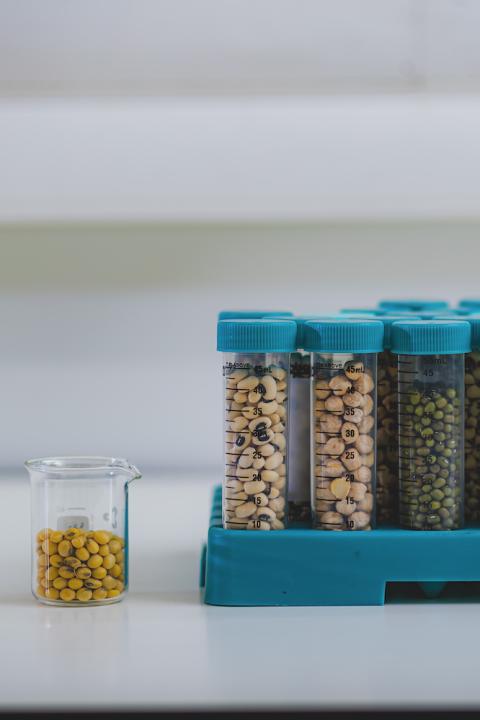 plant-based proteins development in lab