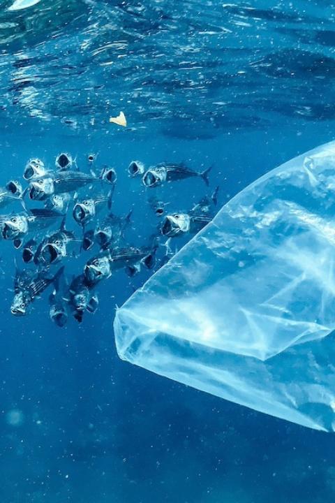 A plastic bag floating underwater near a school of fish — plastic pollution treaty