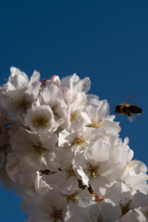 Regenerative Agriculture