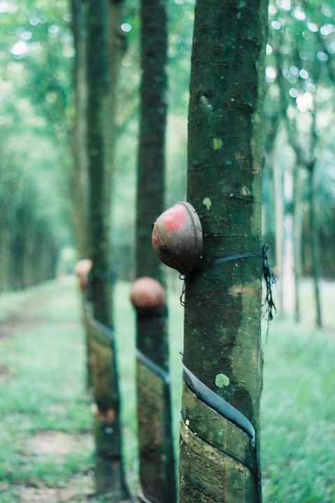 rubber farm
