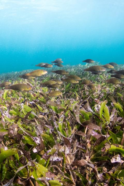 seagrasses
