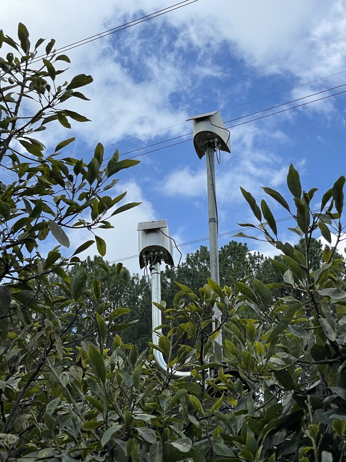 sensors at avocado farm