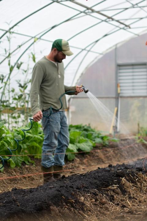 A person watering plants in a greenhouse. 