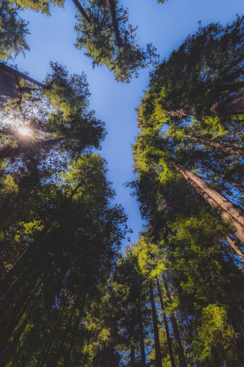 Trees photographed from below.