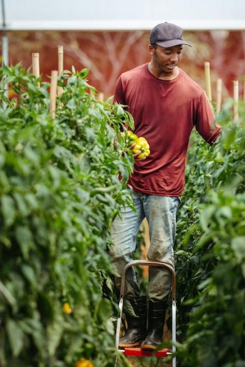 A farmer harvests bell peppers — farmer support