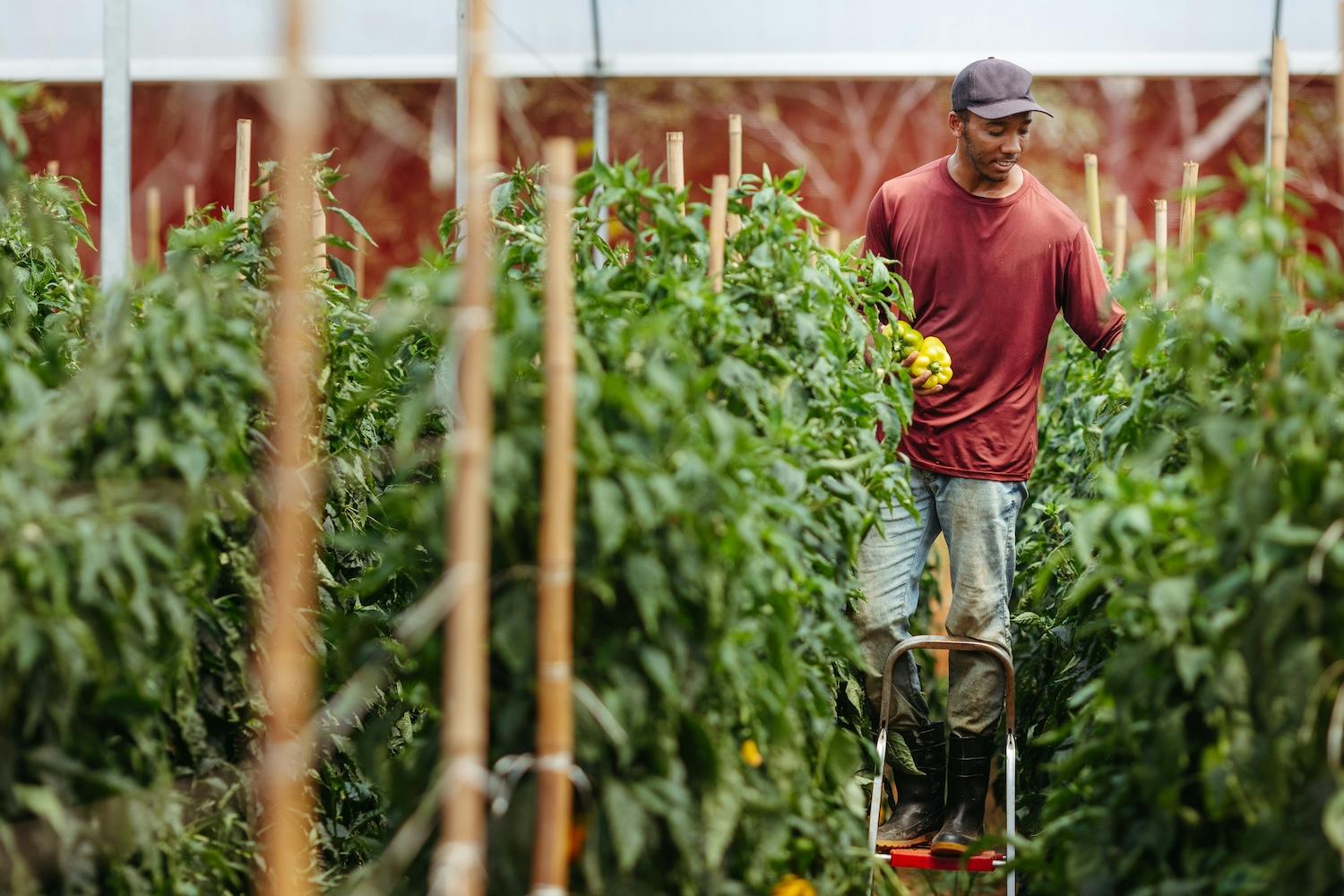 A farmer harvests bell peppers — farmer support