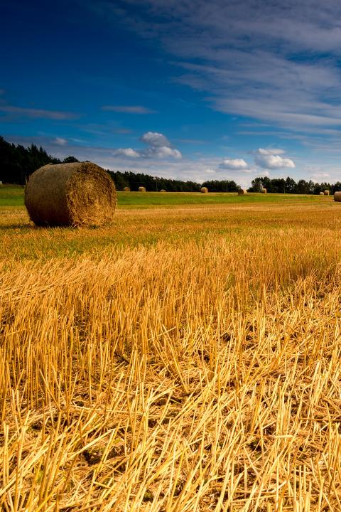 sustainable agriculture