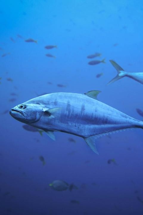 A school of yellowfin tuna — sustainable tuna fisheries