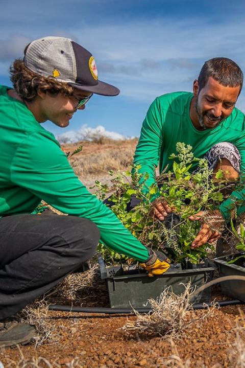 Terraformation team members prepare tree saplings for planting during a reforestation project.