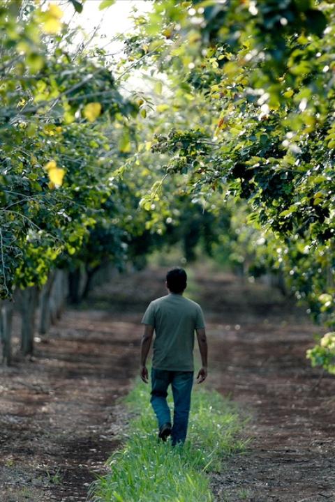 A farmer walks through a field of pongamia trees. 