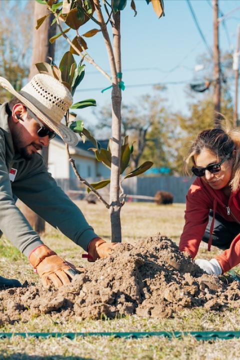 Two volunteers plant a young tree in Houston — tree equity
