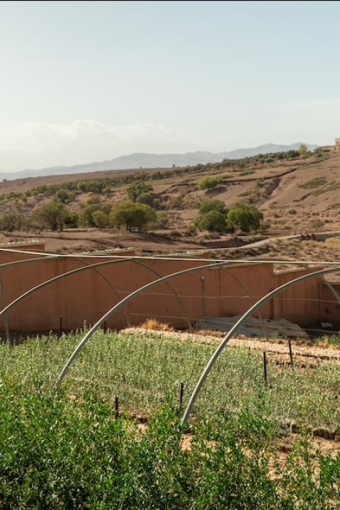 Different sized saplings grow in rows outside at a community-led tree planting project in Morocco — tourism