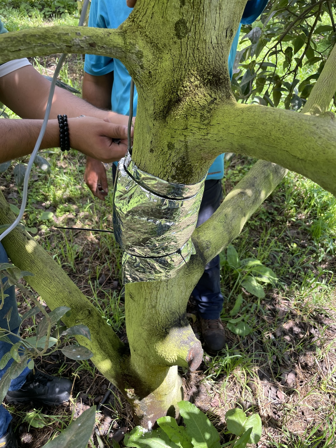 trunk micro tensiometer monitor used for growing organic avocados