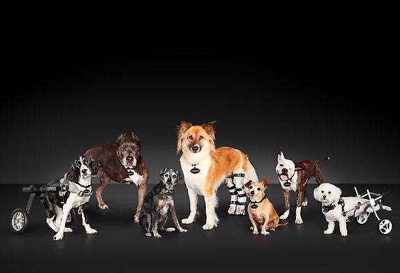 underdogs - special needs pet adoption