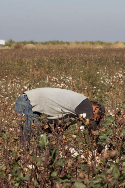People harvest cotton in a field in Uzbekistan.