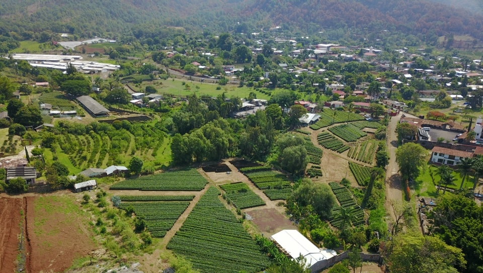 Viveros La Sidra nursery for avocados in mexico