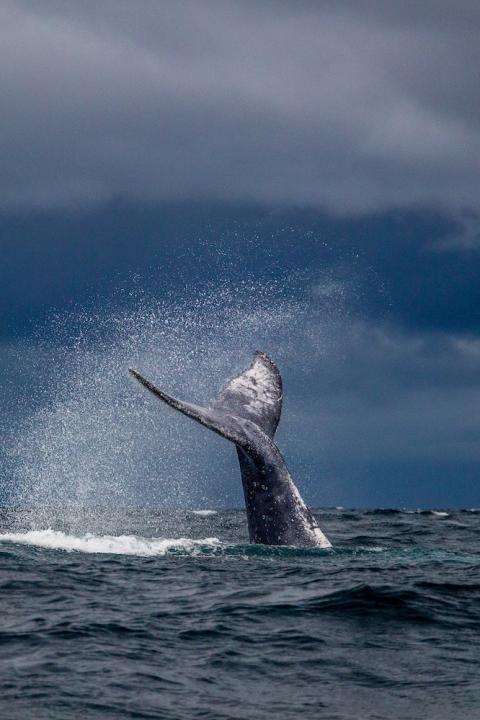 whale tale coming up out of the ocean - whales - whale conservation