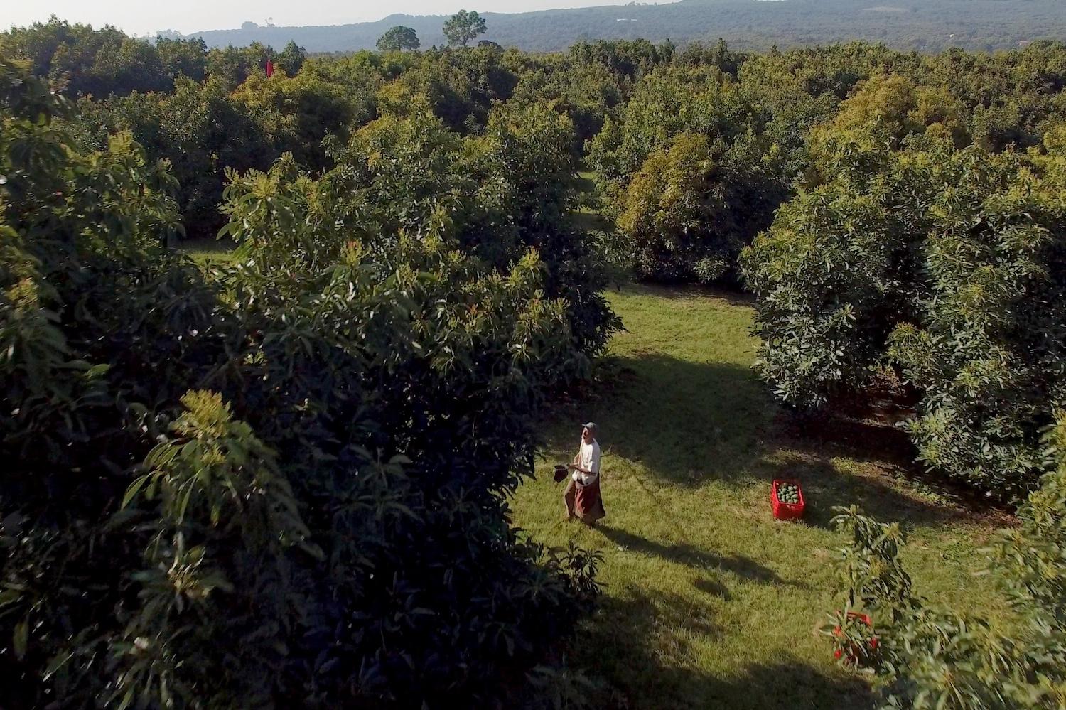 worker in mexican avocado orchard - avocados - avocado farming