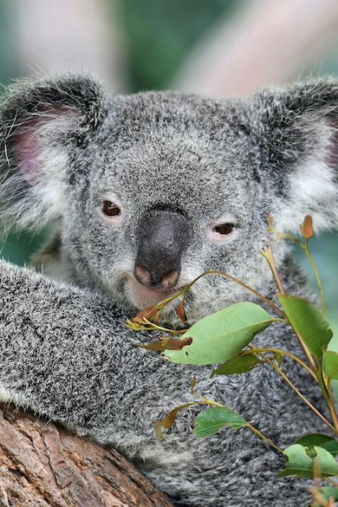 A koala on a tree. 