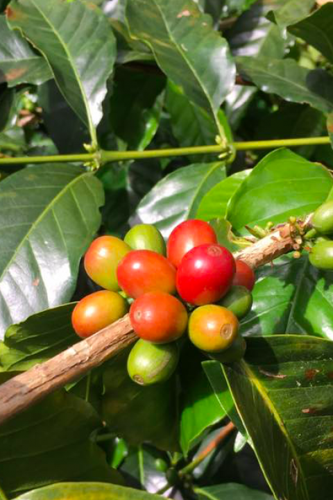 single-origin coffee