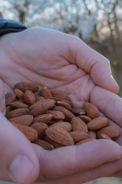 A person holds a handful of almonds at a Kind Almond Acres Initiative orchard.