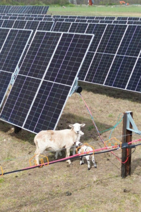 mammoth solar project indiana - agrivoltaics