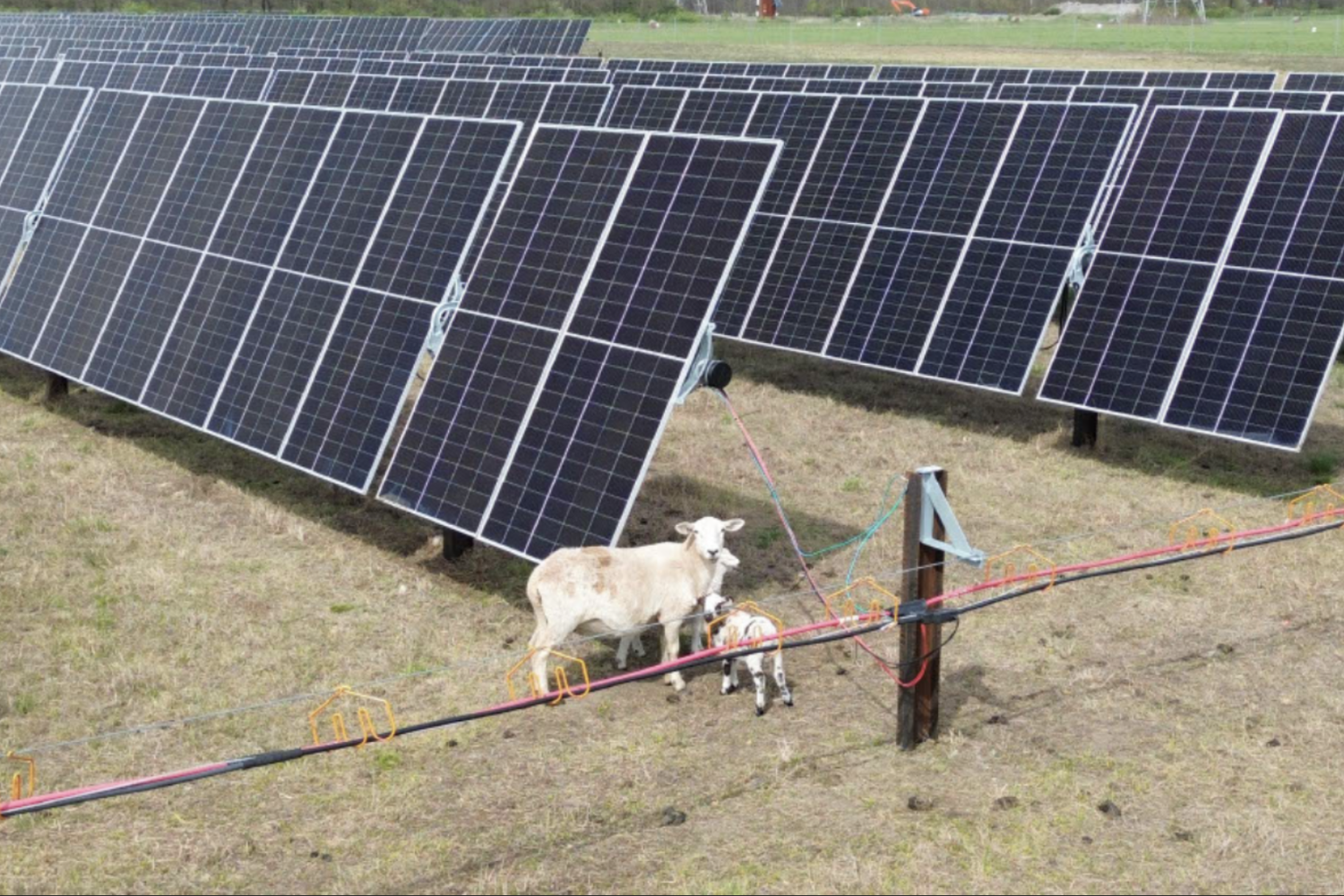mammoth solar project indiana - agrivoltaics