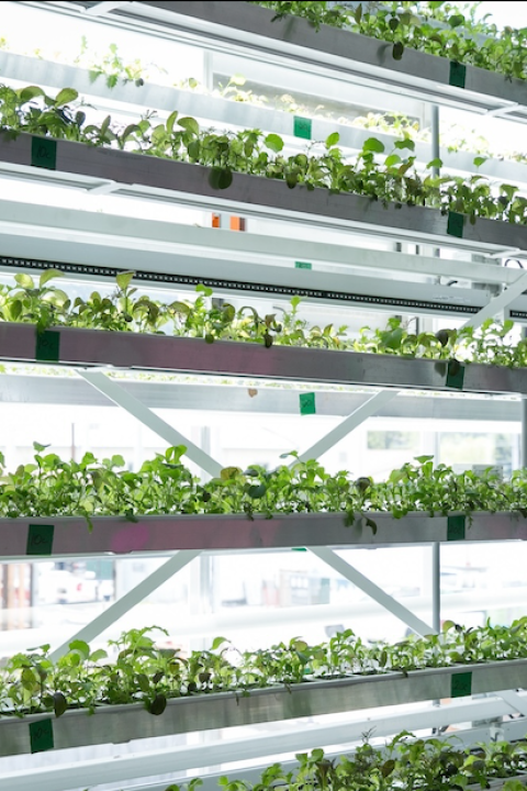 vertical farming — micro greens grow at Vertical Harvest farm in Wyoming