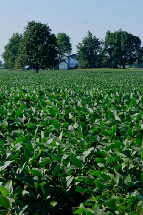 Novozymes' CEO Peder Holk Nielsen took some time recently to chat with TriplePundit about some of the company's latest developments in its quest to make agriculture and food production more efficient and sustainable.