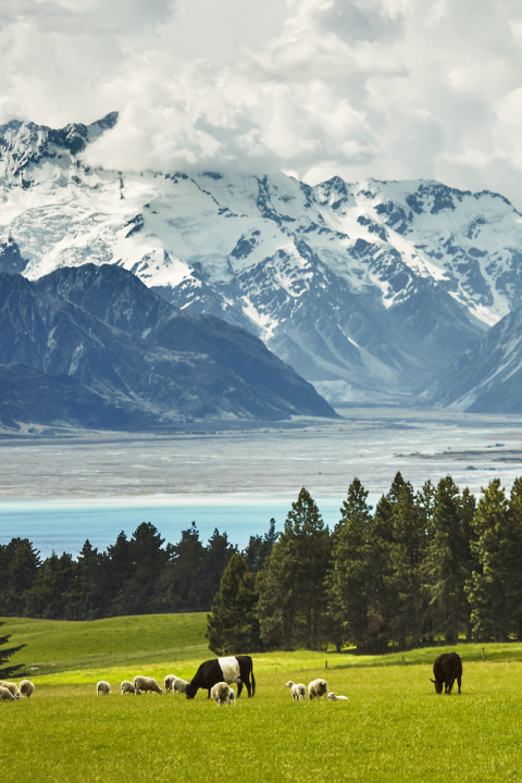 cows and sheep grazing in new zealand field with lake and mountains in the background